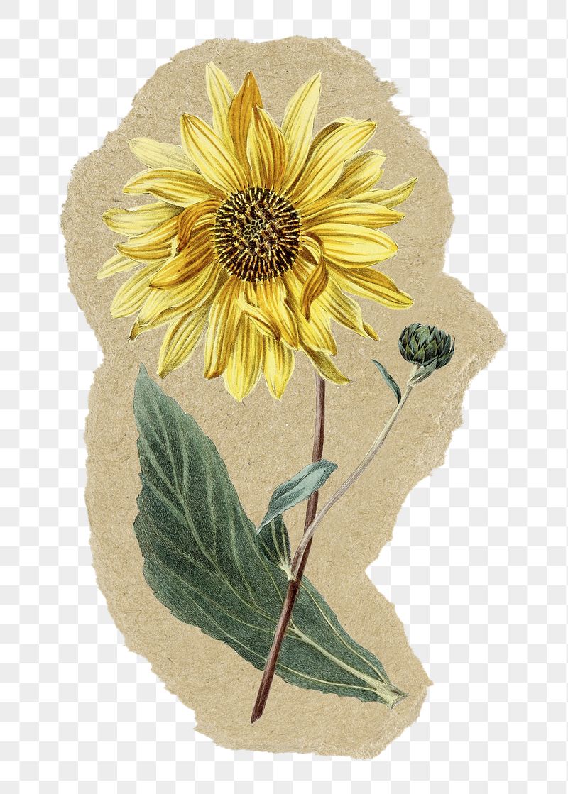 Sunflower png sticker, ripped paper, | Free PNG Illustration - rawpixel