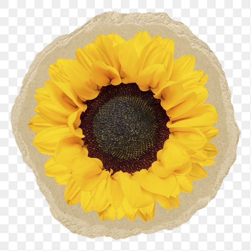 Sunflower png sticker, ripped paper | Free PNG - rawpixel