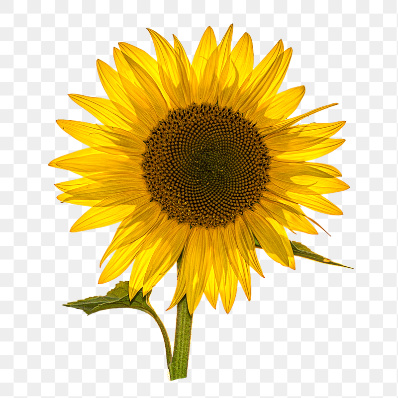 Sunflower png sticker, transparent background | Free PNG - rawpixel