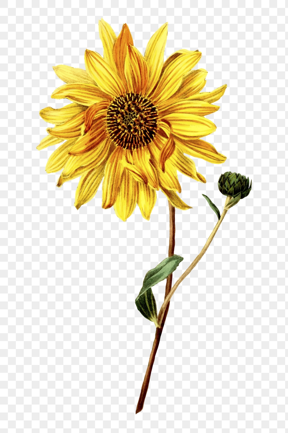 Sunflower png sticker, vintage botanical | Free PNG - rawpixel