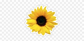 Sunflower Png Tumblr Sunflower Png Tumblr - Wedding