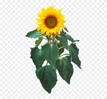 Sunflower Png With Leaf - Sunflower Clip Art