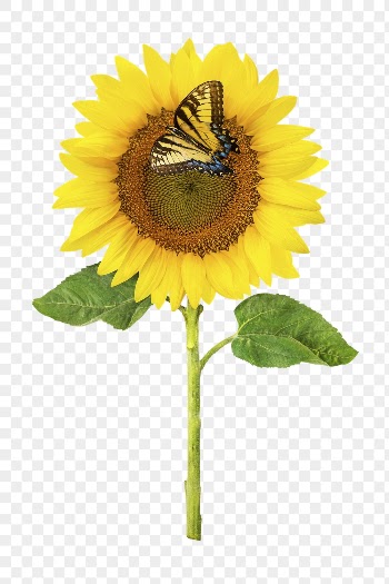 Sunflower png, yellow flower sticker, | Free PNG - rawpixel