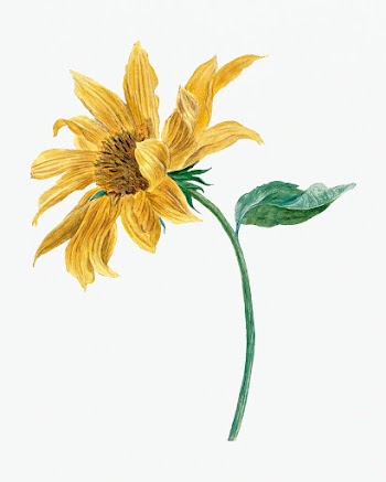 Sunflower psd illustration, remixed from… | Free stock illustration | High Resolution graphic