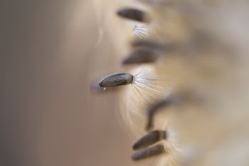 Sunflower seed, botanical background. Free | Free Photo - rawpixel