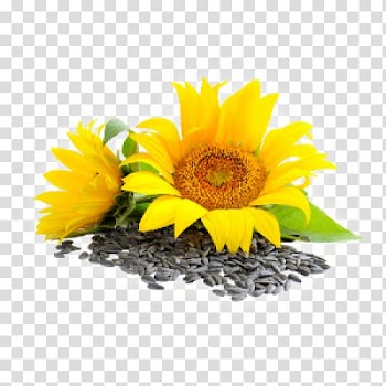 Sunflower seed Common sunflower Lecithin Essential fatty acid, sunflower transparent background PNG clipart