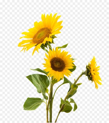 Sunflower seed Common sunflower Nut Gluten Snack - sunflowers 