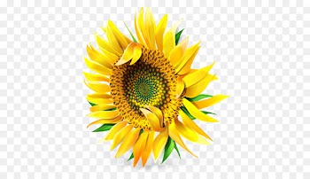 sunflower seed pollen petal - Sunflower 