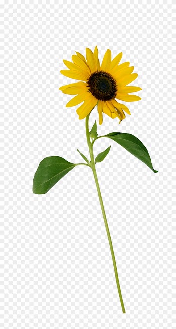 Sunflower Single Png - Single Sunflower Flower Png