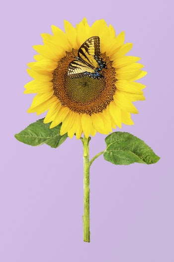 Sunflower with butterfly clipart psd | Free PSD - rawpixel