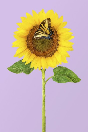 Sunflower with butterfly on purple | Free Photo - rawpixel