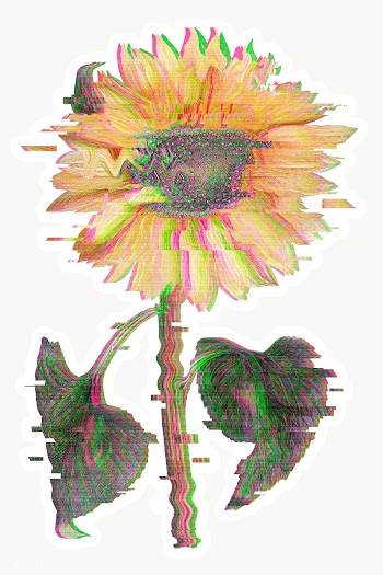 Sunflower with glitch effect sticker with white border overlay | Free  transparent png - 2350628