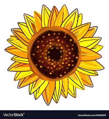 sunflower3