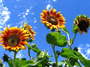 .sunflowers