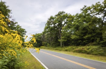 Sunflowers Along Skyline Drive. Free | Free Photo - rawpixel