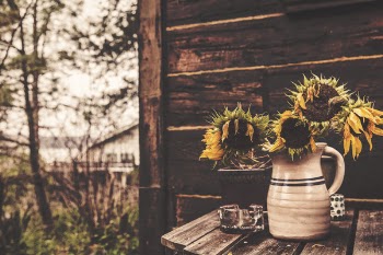 Sunflowers &amp; Vase Free Photo 