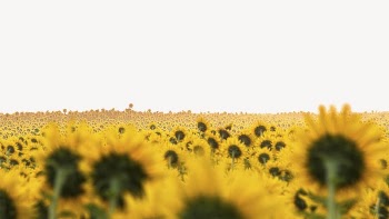 Sunflowers border desktop wallpaper, Spring | Free PSD - rawpixel