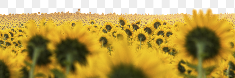 Sunflowers field png border, Spring | Free PNG - rawpixel