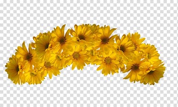Sunflowers , Flower Yellow Color, flower crown transparent background PNG clipart