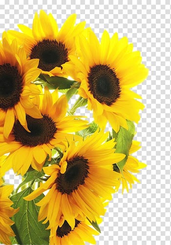 Sunflowers illustration, Common sunflower , sunflower transparent background PNG clipart