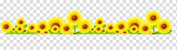 Sunflowers illustration, Common sunflower, sunflower transparent background PNG clipart