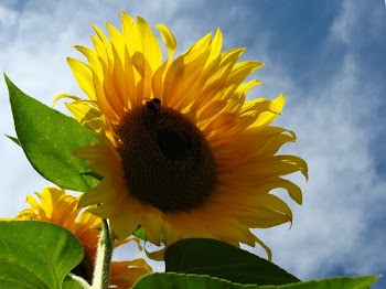 sunflw1.jpg