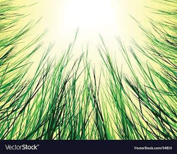 Sungrass vector image