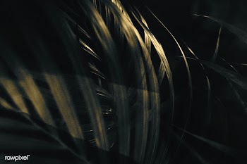 Sunlight on a palm leaf background | Free  photo - 2336721