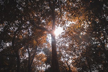 Sunlight Penetrating Trees with Brown Leaves