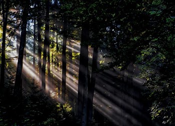 sunlight rays in forest