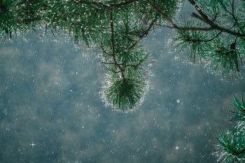 Sunlight Through Raindrops On Tree