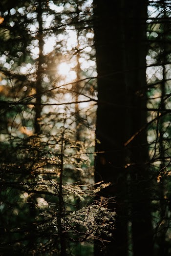 Sunlight Through Trees