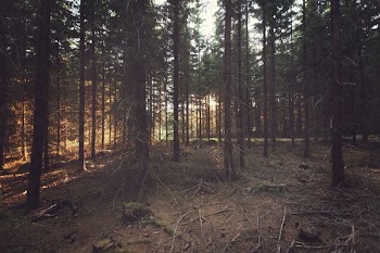          Sunlight Trough Trees Free Photo     