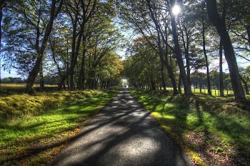 sunlit_avenue.jpg