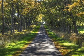 sunlit_avenue2.jpg