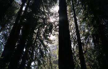 Sunlit Forest