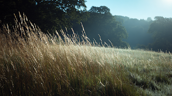 Sunlit Meadow at Dawn