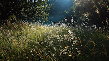 Sunlit Meadow Grass