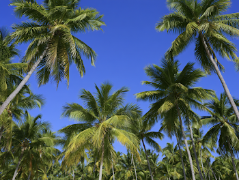 Sunny Tropical Palm Grove