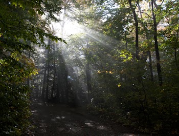 Sunray Through Trees