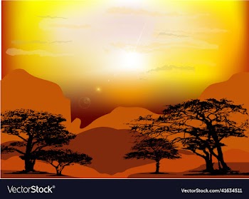 sunrise in the desert showing agave stalks