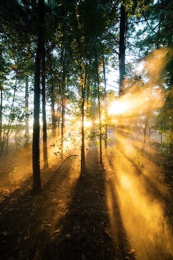 Sunrise Shade of a Forest