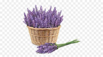 Sunscreen Lavender Face Skin Price - Purple lavender 