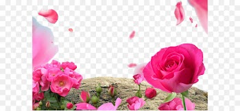 Sunscreen Lotion Cream Cosmetics Human hair growth - Red Rose Background 