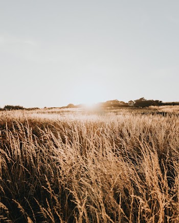 Sunset and Dry Grass
