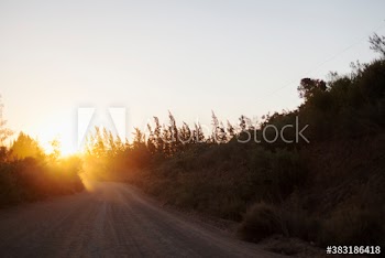 Sunset illuminated trees along remote dirt road