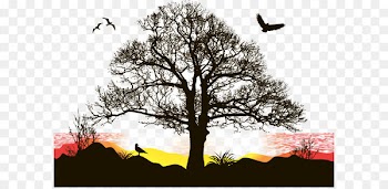 Sunset sunset vector 