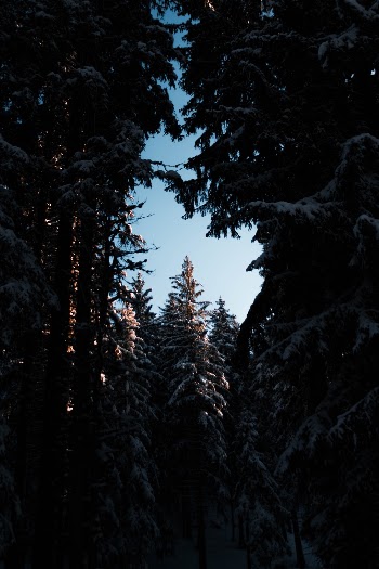 Sunset trough the forest