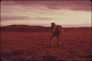 Sunset View of a Horse | Free Photo - rawpixel