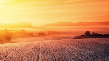 Sunset View on the Forest